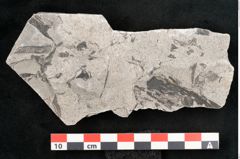 Foto (Detailansicht) von Sohizopteris lactuca Sternbg. (NHMW-GEO-2024-0188-10791)